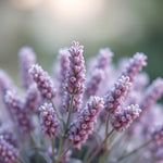 Load image into Gallery viewer, Fresh Floral - Sweet Lavender - D Roots Wellness