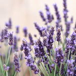 Load image into Gallery viewer, Floral Lavender Premium - D Roots Wellness
