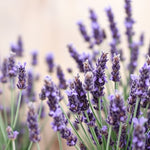 Load image into Gallery viewer, Floral Lavender Premium
