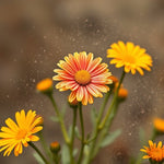 Load image into Gallery viewer, Fresh Floral - Calendula - D Roots Wellness
