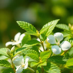 Load image into Gallery viewer, Herbal Cool - D Roots Wellness
