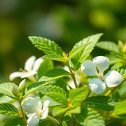 Herbal Cool - D Roots Wellness