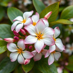 Load image into Gallery viewer, Natural Jasmine - D Roots Wellness
