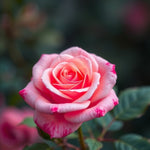 Load image into Gallery viewer, Natural Rose - D Roots Wellness
