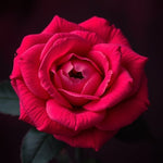 Load image into Gallery viewer, Royal Rose - D Roots Wellness
